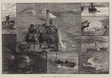 Skjutning av vilda svanar i Essex